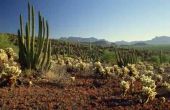 Typen van de Arizona cactussen