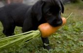 Lijst van fruit & groenten honden kunt eten