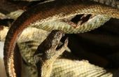 Hoe te identificeren slangen in Zuid-Afrika