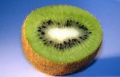 Kiwi Fruit Facts for Kids