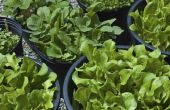 How to Grow Lettuce in een Container