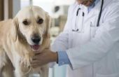 Kosten van chemotherapie voor honden
