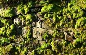 Hoe schoon Moss uit een stenen muur
