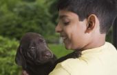 Lijst van de Top 10 kind vriendelijke hondenrassen