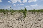 De gevolgen van droogte op boeren