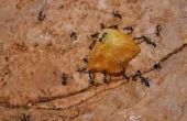 How to Get Rid van vet mieren