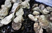 Voedingsmiddelen die gaan met gestoomde oesters
