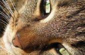 Diarree van de natuurlijke Remedies voor katten