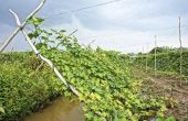 How to Grow meloenen op een Trellis