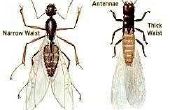 Verschil tussen de mieren & termieten