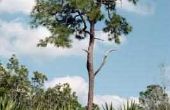 De verschillen tussen de palmbomen & Palmetto bomen
