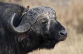 Wat Is de relatie tussen Oxpeckers en Buffalo?