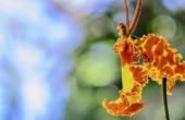 Vlinder Orchidee verzorging & onderhoud