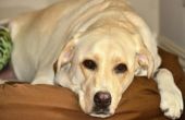 Wat zijn de behandelingen voor Seroom vorming bij honden?