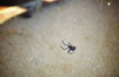 Giftige spinnen in Iowa