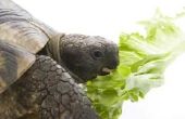 Goedgekeurde voedingsmiddelen voor Sulcata schildpadden