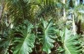 Planten in de tropische Zone