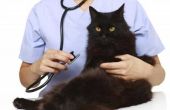 Een urineweginfectie bij een mannelijke kat
