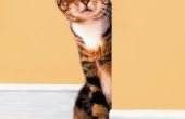Hoe te repareren van kat krassen op behang