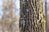 Hoe te ontdoen van een boom van korstmossen