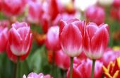 Hoe te bevriezen & aanplant tulpenbollen
