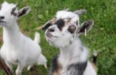 How to Keep Pygmy geiten