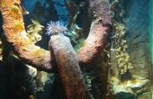 How to Get Rid van Oranje algen in het Aquarium