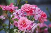 Hoe u kunt besturen trips op rozen