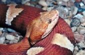 Soorten slangen in Mobile, AL