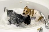 Waarom een hond stinken na een bad?