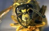 Hoe te houden van bijen uit nestkastjes