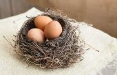 Hoe kip eieren thuis zonder een Incubator