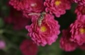 Bee Repellent planten