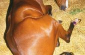 Hoe te behandelen van koliek in een paard