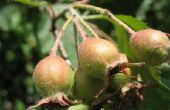 Natuurlijke Insecticide voor fruitbomen