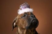 Goody Bag van ideeën voor de verjaardagspartij van een hond