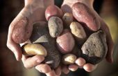 How to Grow Fingerling aardappelen in een Container