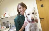 Over-the-Counter anti-inflammatoire geneesmiddelen voor honden