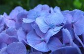 Soorten blauwe bloemen & planten