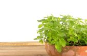 Hoe doorgeven Mint planten