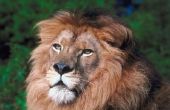 Wat voor soort ecosysteem woon Lions In?