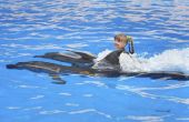 Waar in Californië kunt u gaan zwemmen met dolfijnen