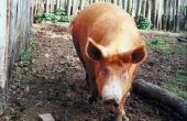 Hoe te Hogtie van een varken