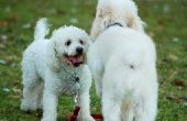 Canine epileptische aanvallen & achterste been zwakte