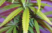 Wetten over het kweken van marihuana in Californië
