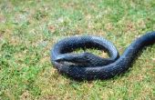 How to Get Rid van zwarte Rat slangen
