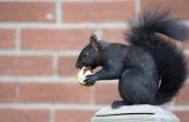Feiten over de North Carolina zwarte eekhoorn