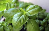 Basil planten in kunnen overleven vriestemperaturen?