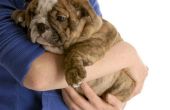 Canine hersenbloeding symptomen