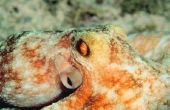 Soorten Octopus